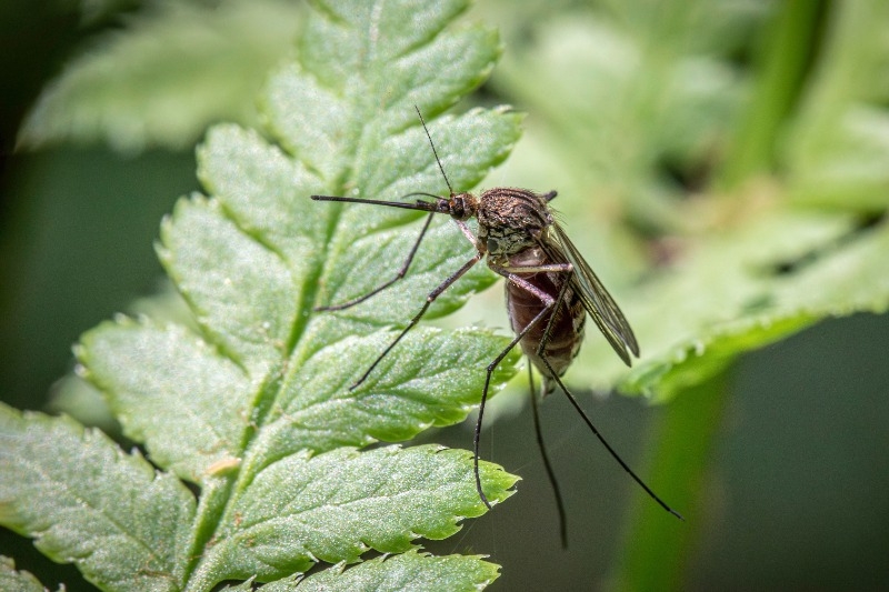 close up of mosquito on a leaf